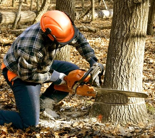 Tree Removal in Liberty Hill, SC